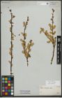 Foto von Salix phylicifolia L.